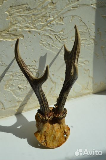 Рога косули