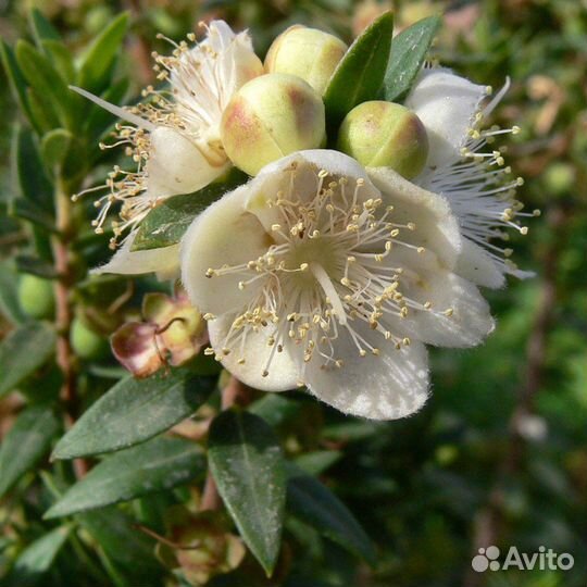 Мирт обыкновенный, вечнозеленый, комнатный, семена