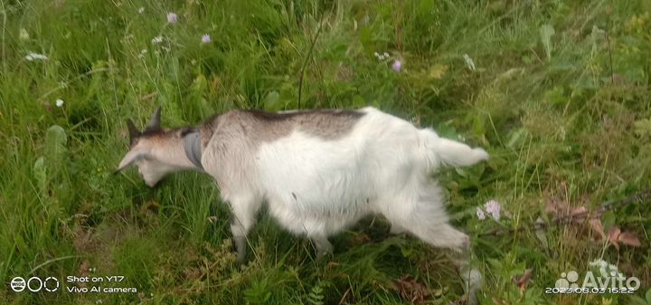 Вязка,молодой козёл, на мясо, козы молоко,козлята