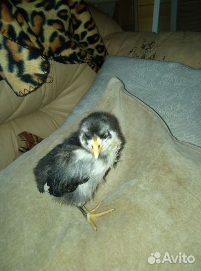 Инкубационное яйцо кур