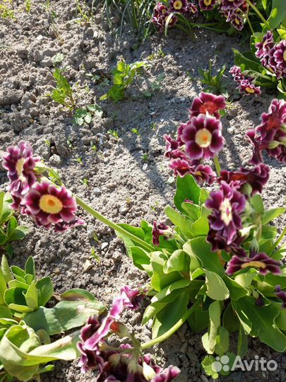 Примула ушковая