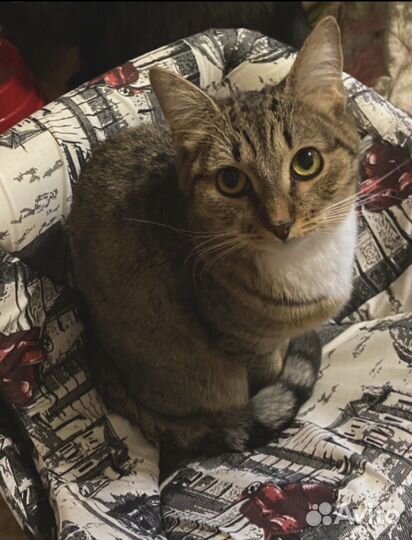 Мини кошка Куколка