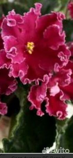 Фиалка детки фиалок или укорененные листики