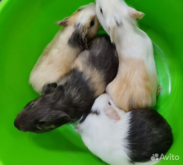 Свинята малыши на подарки мальчики