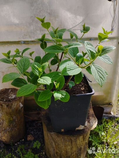 Саженец гортензии метельчатой Вимс Ред