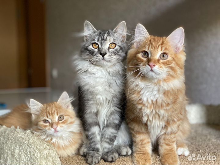 Сибирская кошка