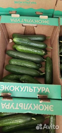 Огурцы и помидоры