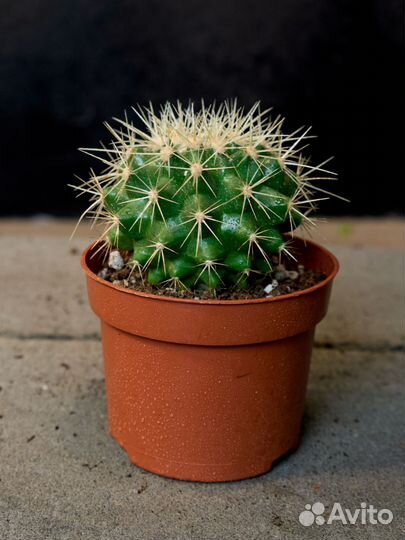 Кактус Набор