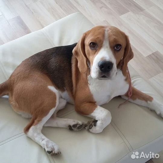 Передержка для собак