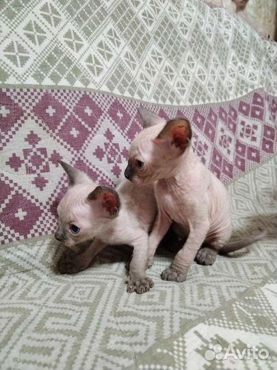 Котята сфинкс