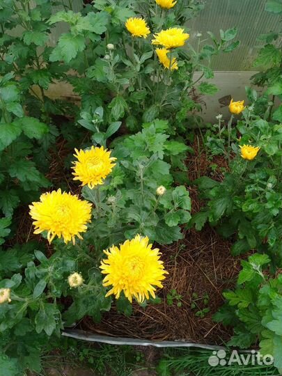 Хризантемы посадочный материал