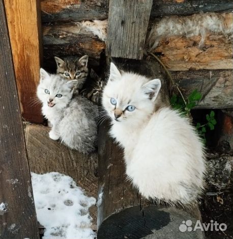 Сибирская кошка