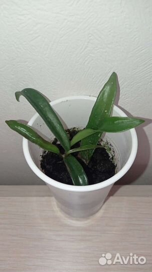 Хойя (восковой плющ)