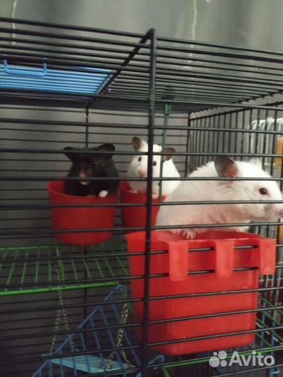 Сирийский хомяк