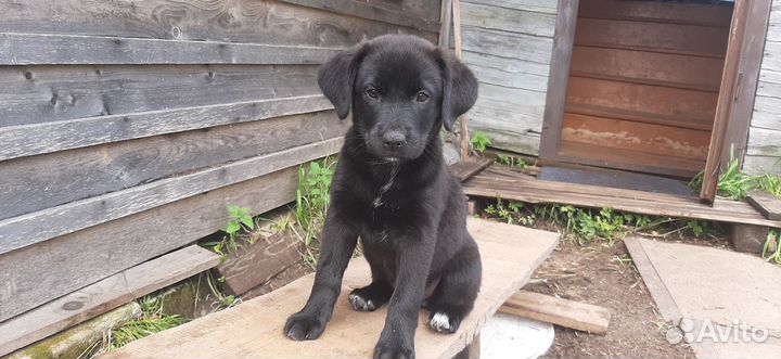 Щенки лабрадора