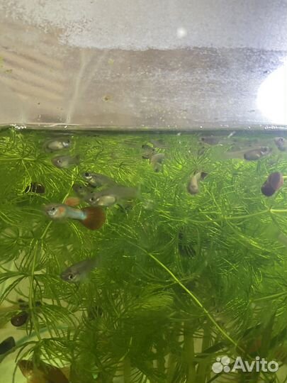 Продам гуппи