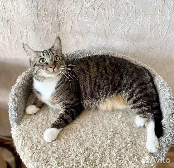 Котик в добрые руки