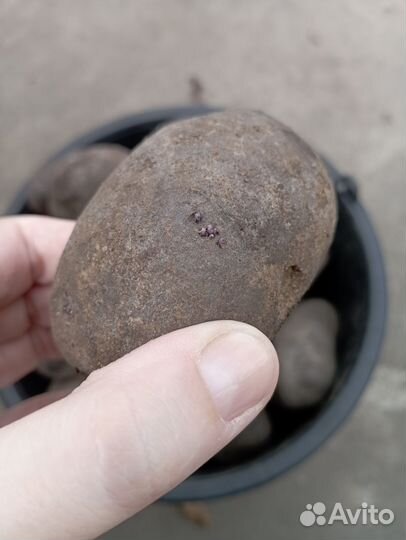 Картофель фиолетовый