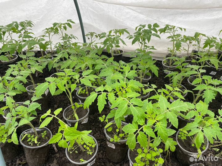 Рассада помидор, перца, петуньи