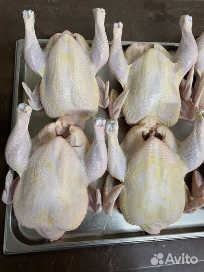 Мясо домашней курицы