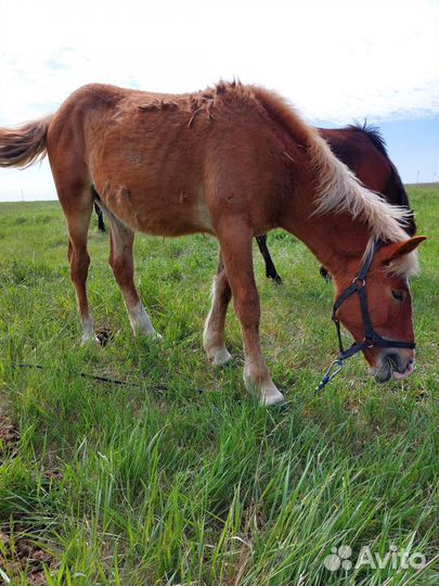 Лошадь жеребец