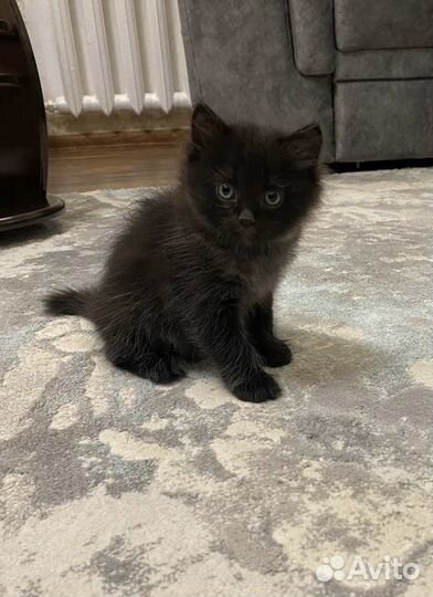 Котик в добрые руки