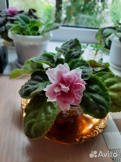 Фиалка, лист