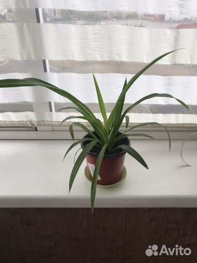 Хлорофитум