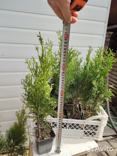 Туя можжевельник Смарагд и Брабант