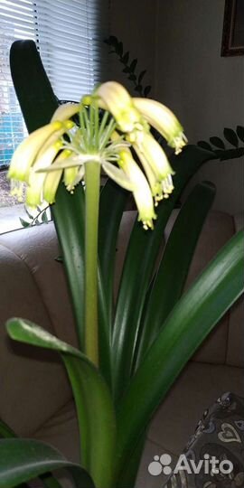 Кливия Гардена жёлтая