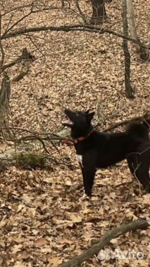 Вязка Русско Европейская Лайка