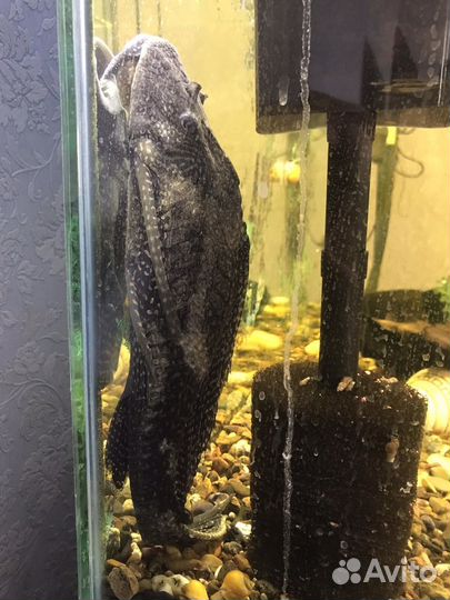 Аквариумный сом