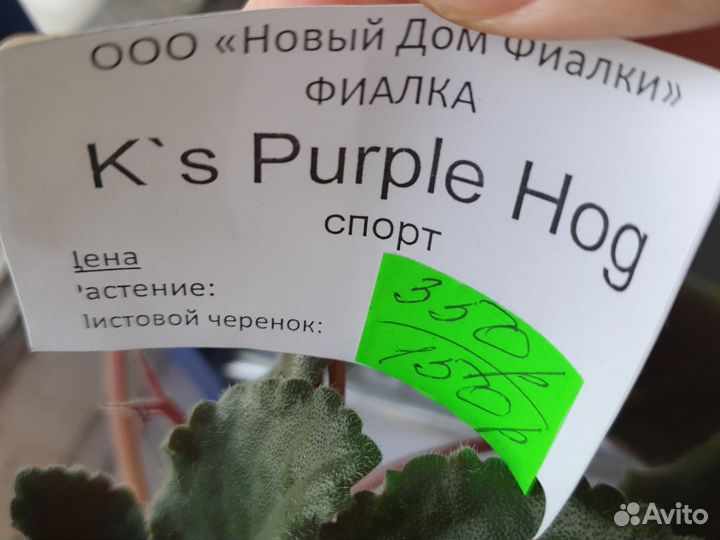 Листики фиалки