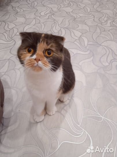 Шотландская