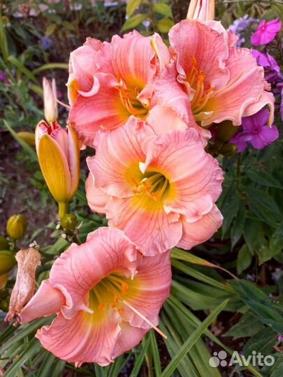 Лилейник Rose Emily