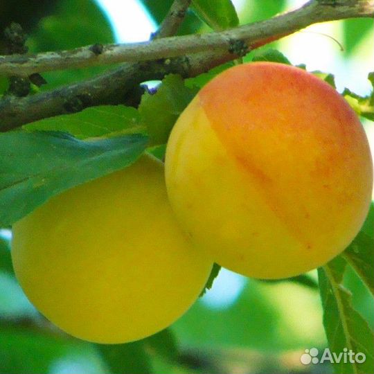 Саженцы Абрикос Ранний