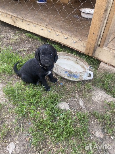 Собаки щенки спаниель