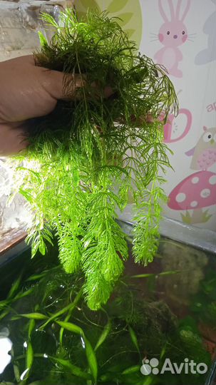 Аквариумные водоросли