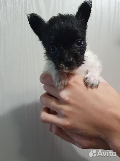 Щенки папийона к резерву