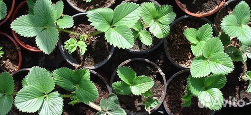 Рассада клубники Виктория в стаканах