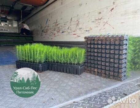 Зкс и окс Сосна Ель Лиственница сеянцы Голуб горн