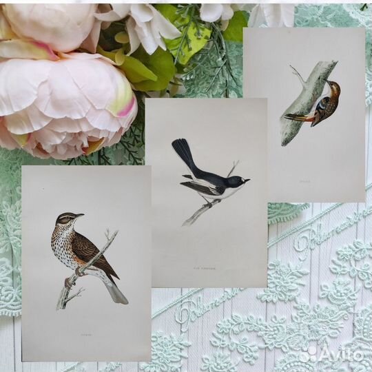 1870 Птицы Британские антикварные литографии