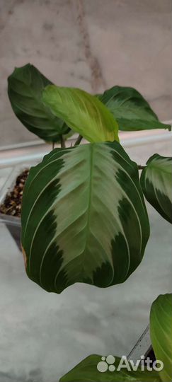 Маранта Эмерал Бьюти