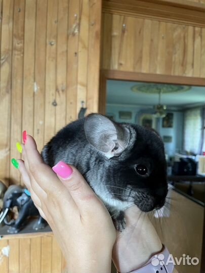 Шиншилла черный бархат