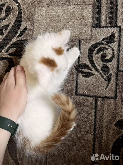 Очень пушистый парень