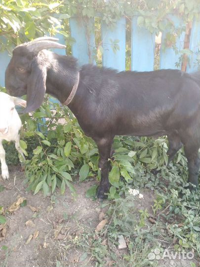 Нубийский козел