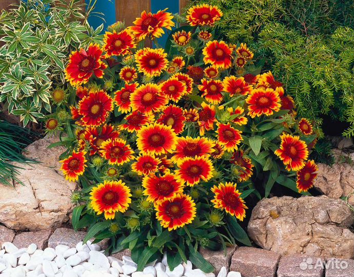 Гайлардия, многолетник