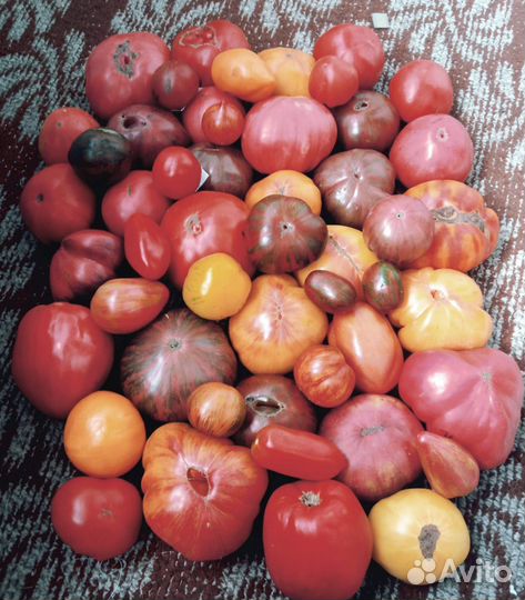 Семена помидор