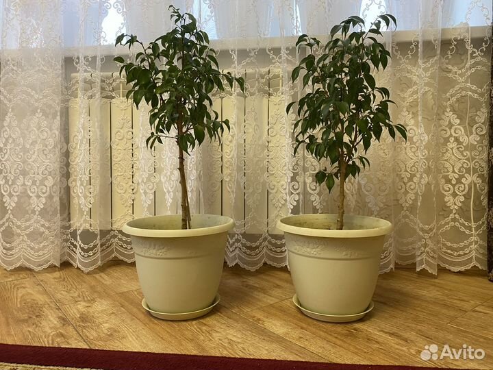 Фикус бенджамина узколистый 70 см с горшком