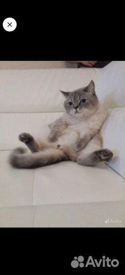 Передержка животных гостиница 